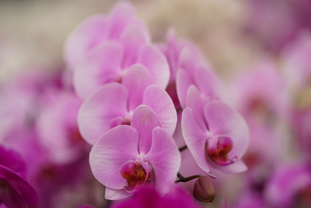 Hark Orchideen - FAQ