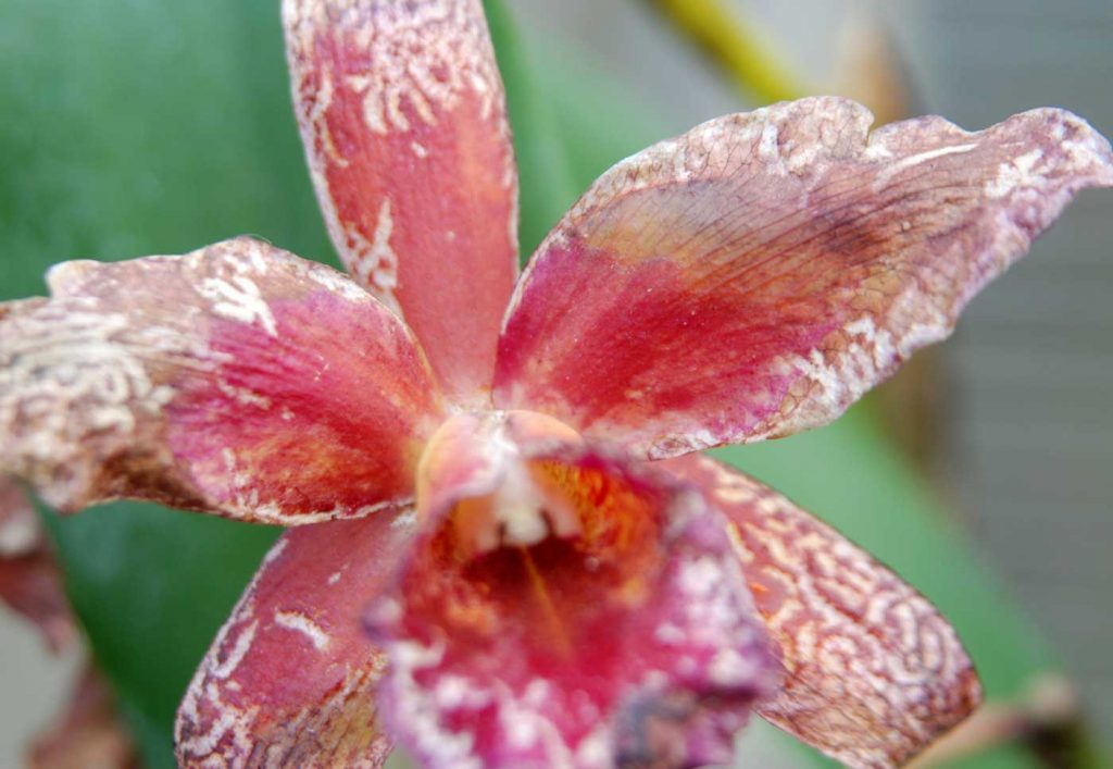 Cattleya: Orchideeën Trips (Dichromothrips corbetti) - © Holger Nennmann