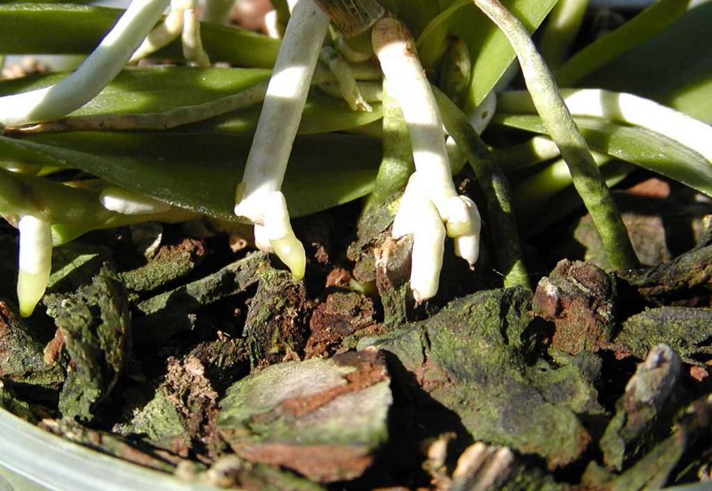 Epidendrum: schade veroorzaakt door Lyprauta (Orfelia) - © Hark