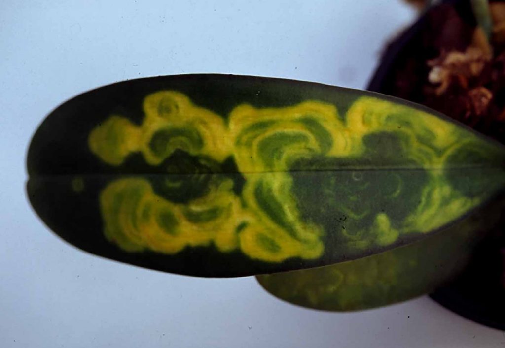 Phalaenopsis: Tospo-Virus - chlorotische ringen patroon - © Holger Nennmann