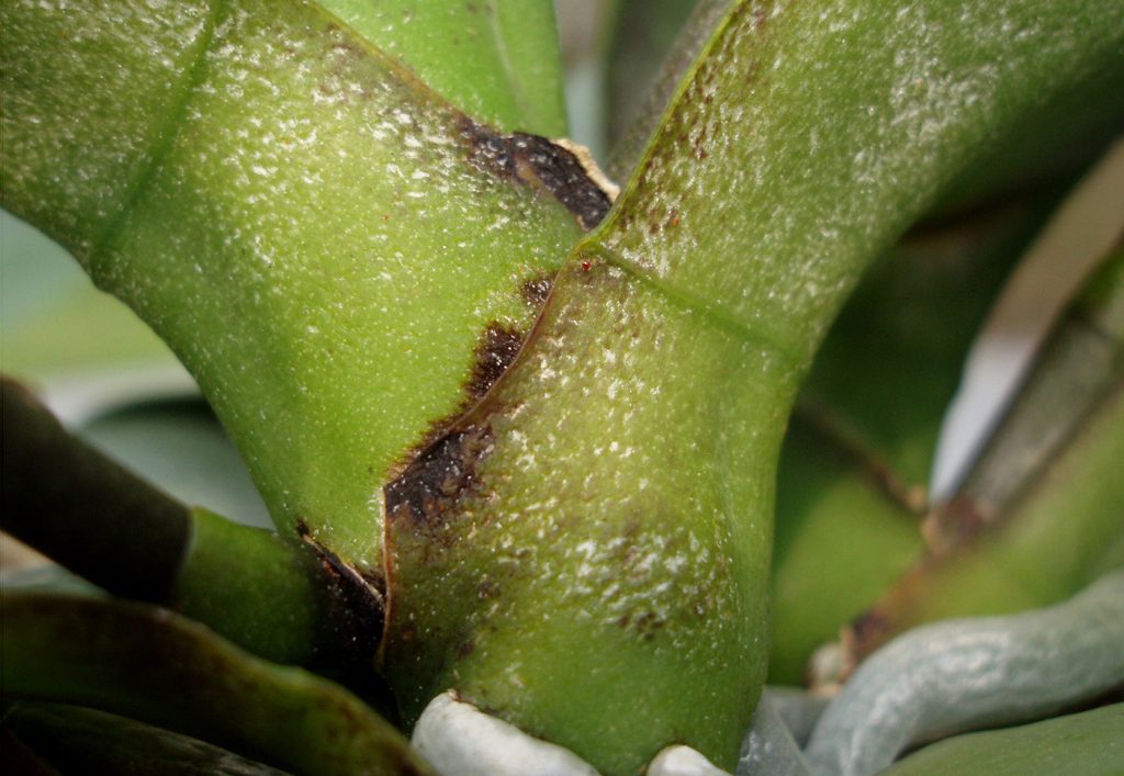 Phalaenopsis: valse spintmijt (Brevipalpus sp.) - © Holger Nennmann