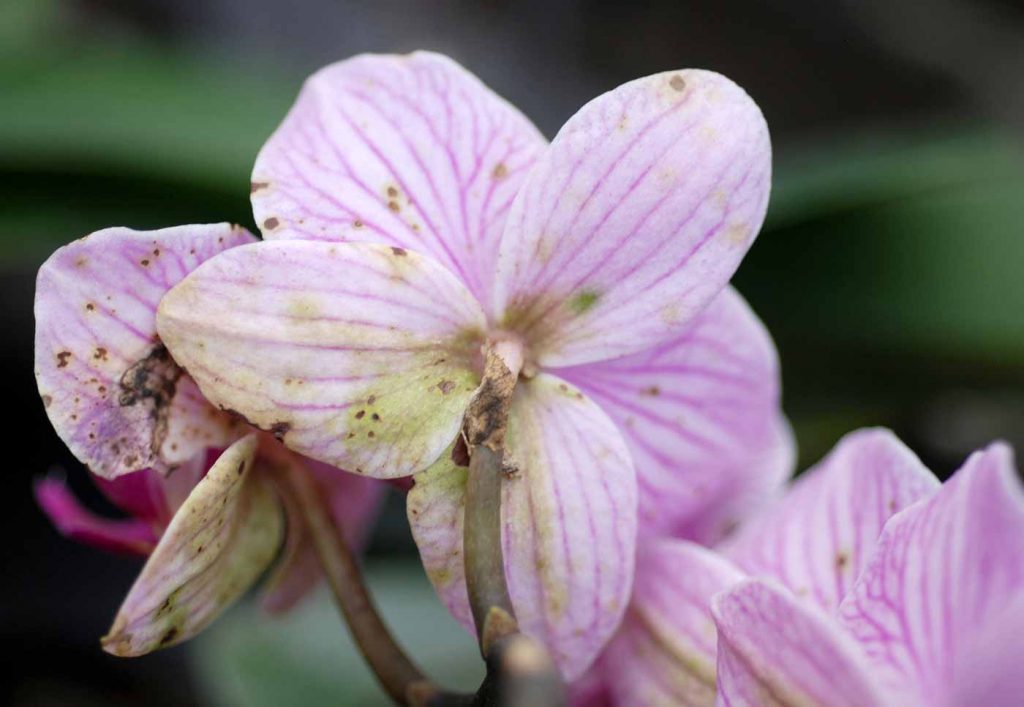 Phalaenopsis: Acidovorax avenae, stippen op bloem - © Holger Nennmann