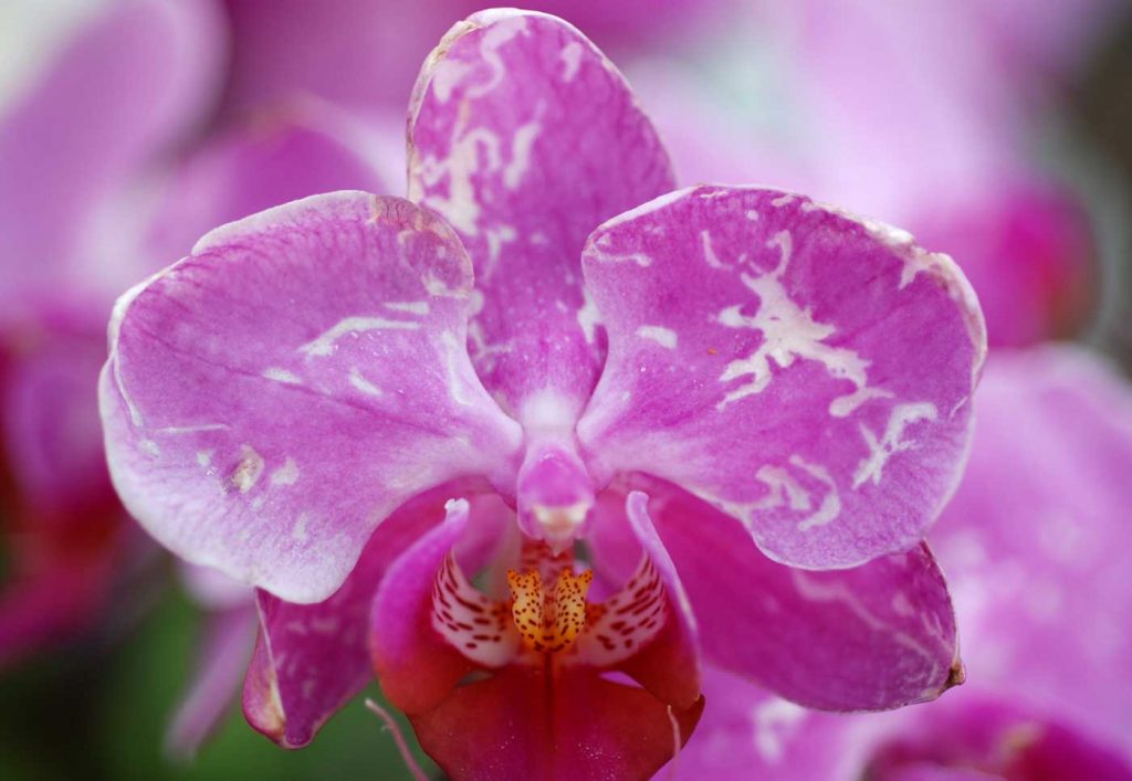 Phalaenopsis: Orchideeën Trips (Dichromothrips corbetti) - © Holger Nennmann