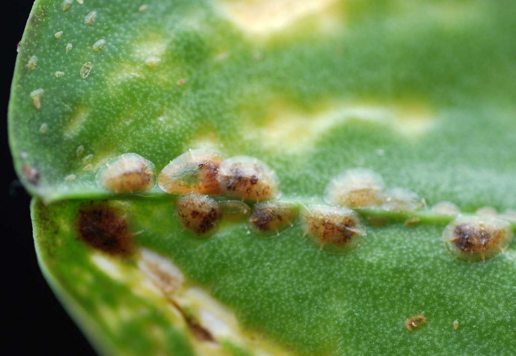 Phalaenopsis: platte dopluis (Coccus hesperidum) - © Holger Nennmann