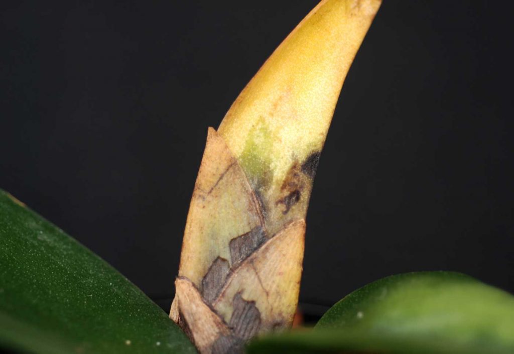 Psychopsis: Fusarium rot on leaf base - © Holger Nennmann